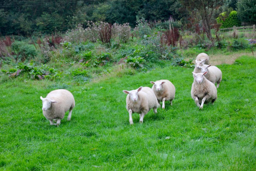 Barton Gate Farm B&B Bude Exterior foto